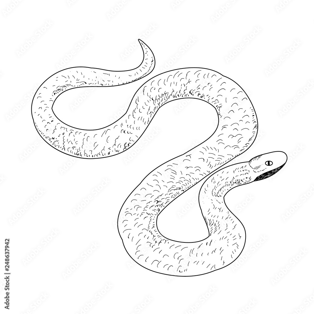 Naklejka premium vector, isolated, sketch, lines, snake