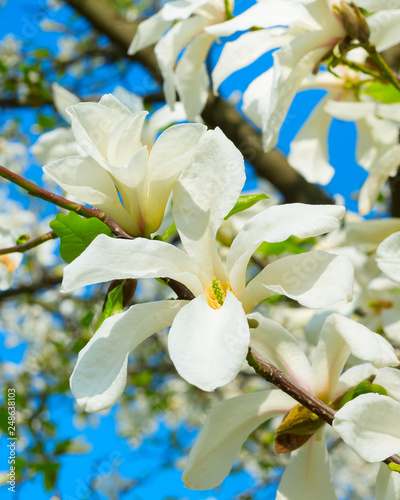 White blossom magnolia tree...