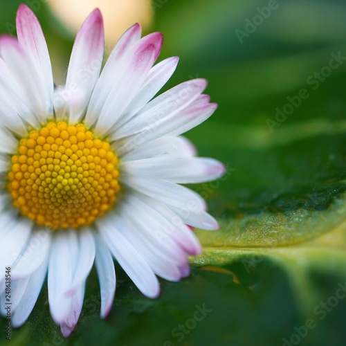 white daisy flower plant