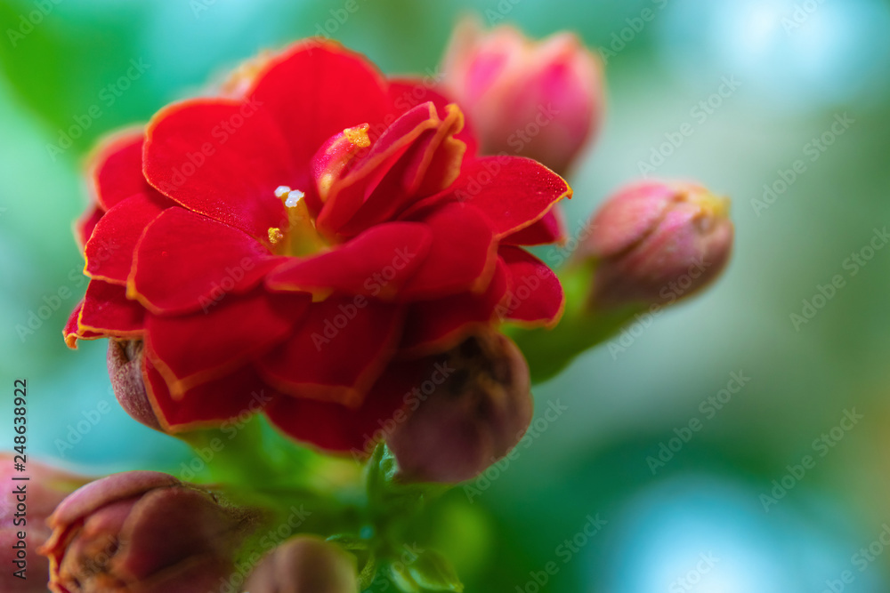 Blooming Kalanchoe flower. Closeup with shallow depth of field. Floral background.