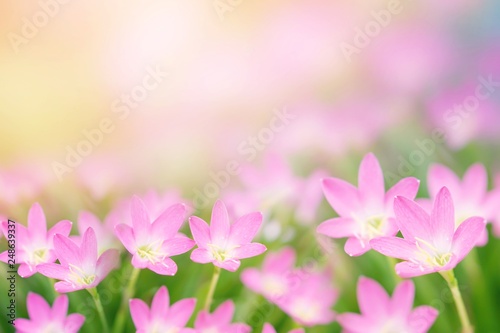 beautiful pink rain lily in a garden in soft focus with morning sunlight background      