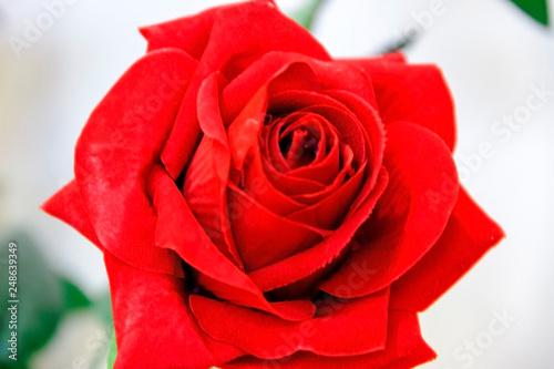 big beautiful artificial red rose close -up