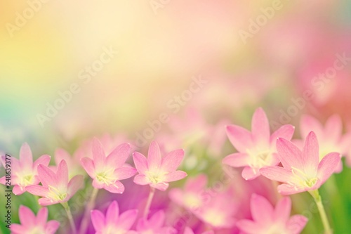 pink flower rain lily garden in vintage tone nature background with copy space 