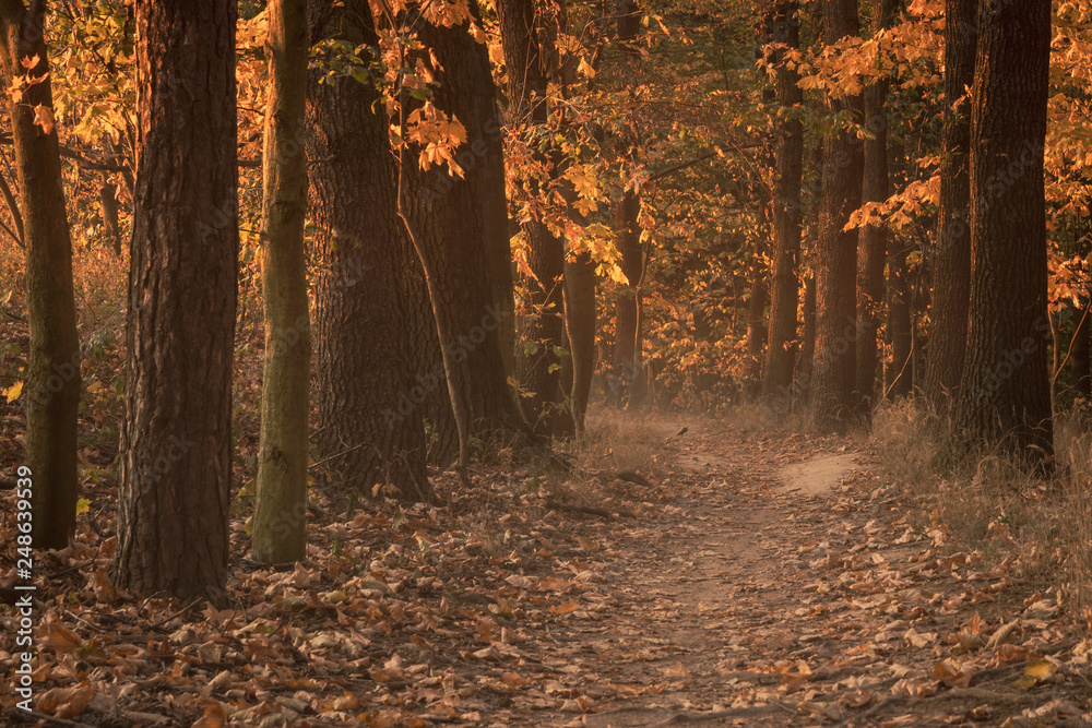 Colorful, magical and mysterious autumn in forest. Amazing colors of leaves both on trees and fallen down. Beautiful foliage, peaceful, relaxing, quiet. Very popular season for trips and hiking.