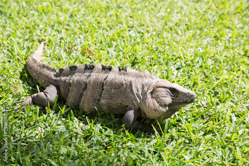 Mexican iguana. Cancun park © IRStone