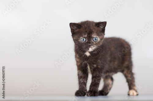 cat, kitten, animal, cute, baby, small, young, kitty, portrait, kittens, grey, eyes, tabby, animals, beautiful