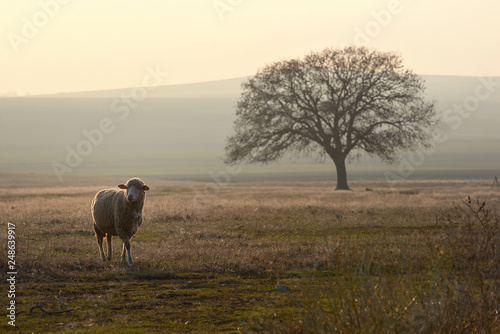 One sheep on field