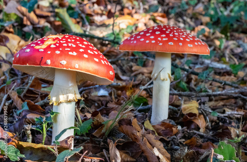 Group of Two Fly Agaric Fungi (Amanita muscaria) Growing in a Birch Wood. Great Torrington, Devon, England.