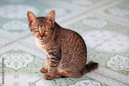 Cute brown stripe Thai cat sit and looking at camera  © PONGNARET
