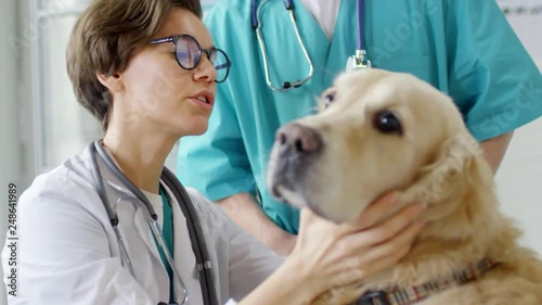 Close up of young female veterinarian examining dogs ears while male intern standing nearby and watching the process photo