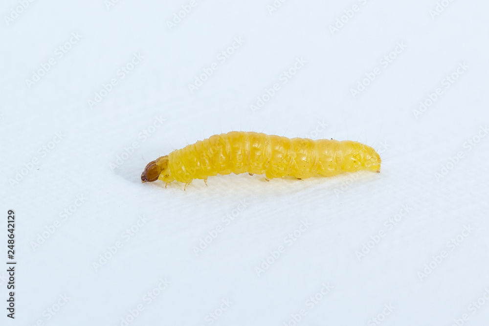 Fototapeta premium Worm isolated on white background