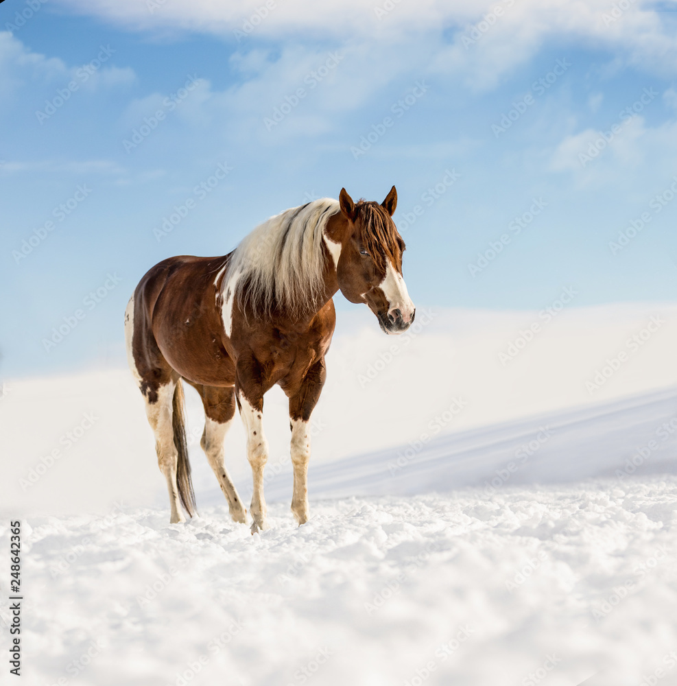 Fantastic DJ Valentine horse in sunny day in winter. Czech Republic