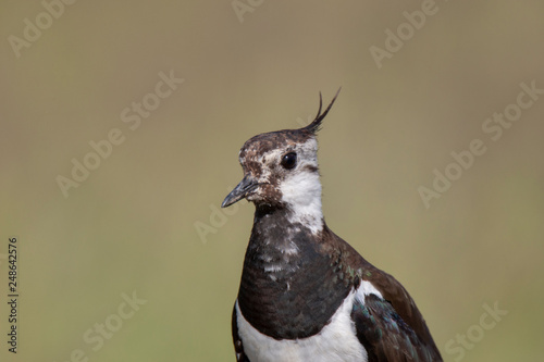 Wallpaper Mural Northern Lapwing animal Torontodigital.ca