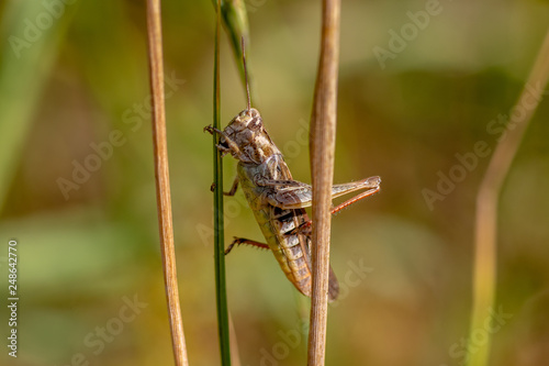 Brown and red grasshopper clinging between two grass straws