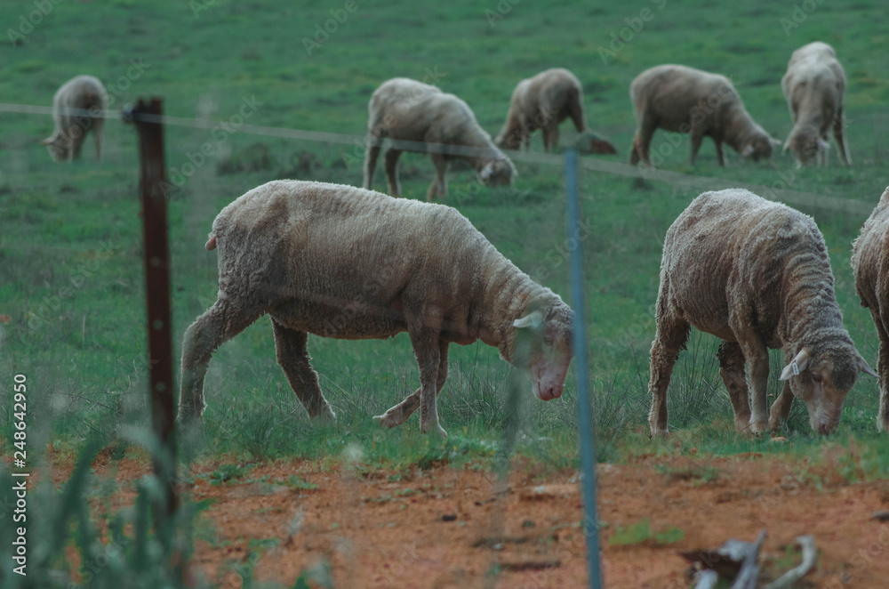 Fototapeta premium Sheeps on australian shire. Farm in Perth, WA.
