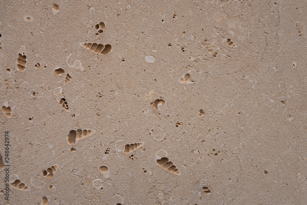 coquina background old fossil coquina background old fossil