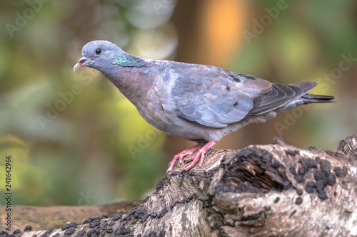 Stock dove in forest