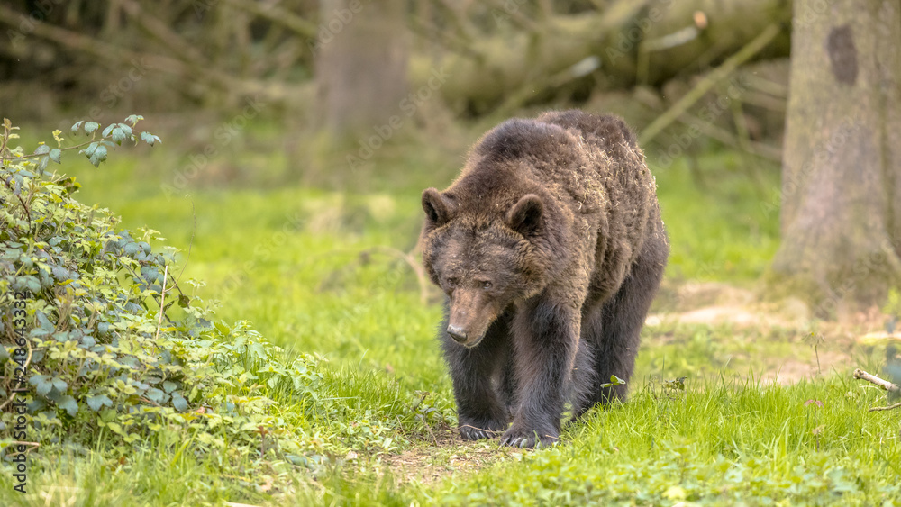 European brown bear walking in forest environment European brown bear walking in forest environment