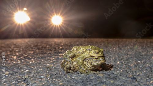 Mating common toads  crossing road at night photo