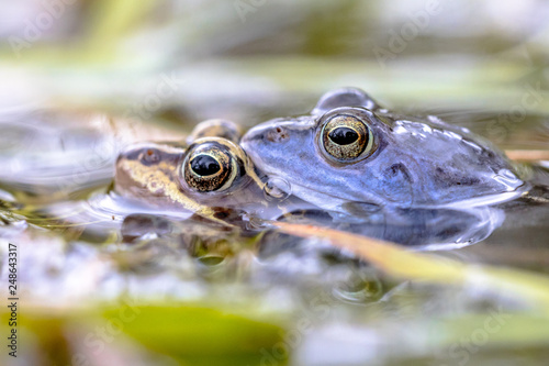 Moor frog couple in water photo