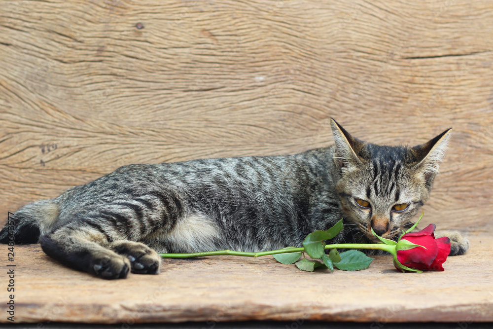 Cute cat and red rose sign of love for Valentine day