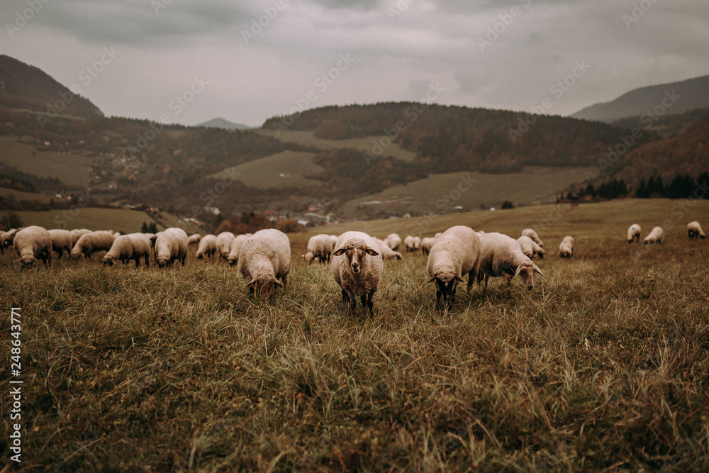 flock of sheep on green meadow, foggy mountains background. sheep's pasture. sheep farming. 