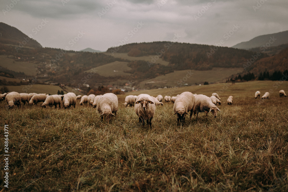Obraz premium flock of sheep on green meadow, foggy mountains background. sheep's pasture. sheep farming. 