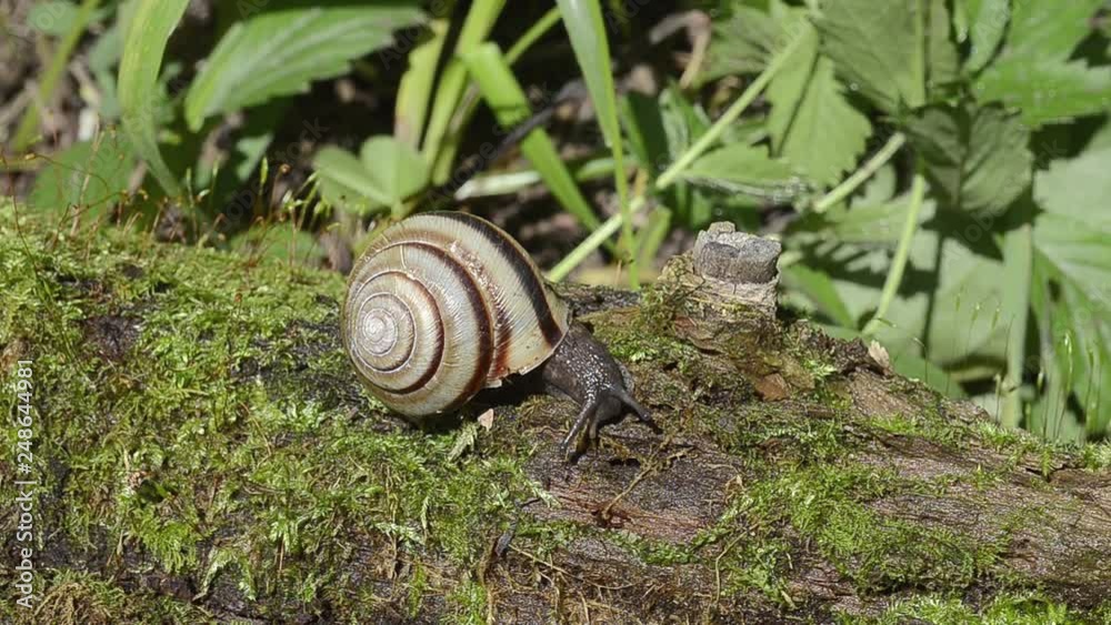 Snail on tree