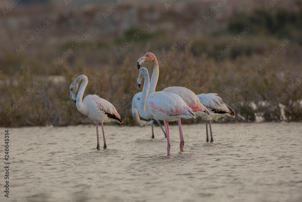 Greater Flamingo bird