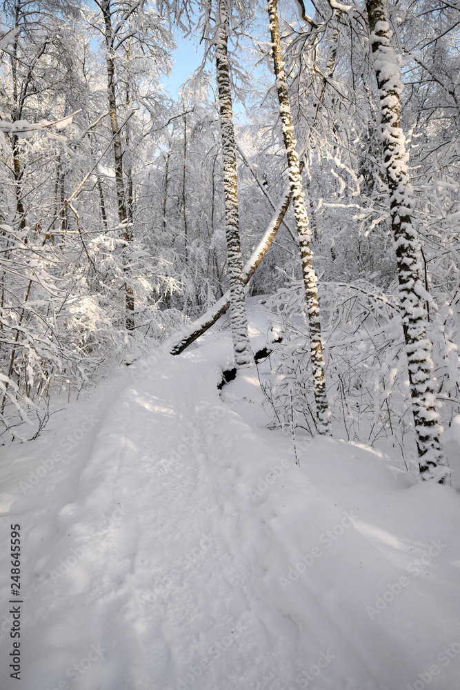 Fototapeta premium Winter path going through frozen forest