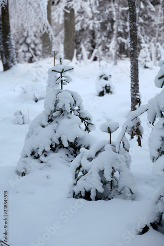 Trees covered with snow © VJ
