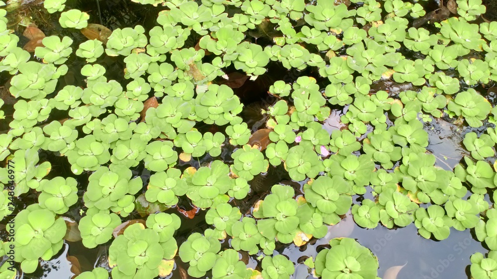Green plants that live in water and water now have reflected sunlight. Green plants that live in water and water now have reflected sunlight.