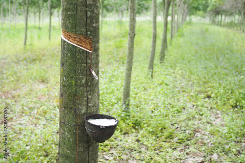 Rubber Latex extracted from rubber tree in thailand