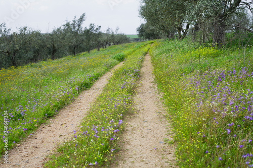 Wildflowers meadow in Portugal, spring, Algarve and Alantejo. Beautiful blossom of colourful plants. photo