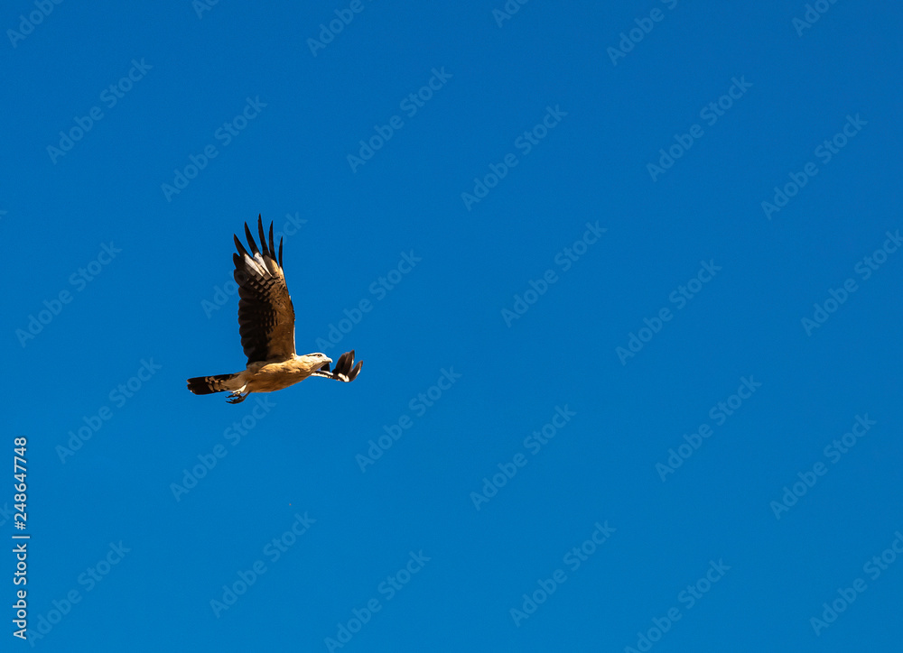 Fototapeta premium Hawk