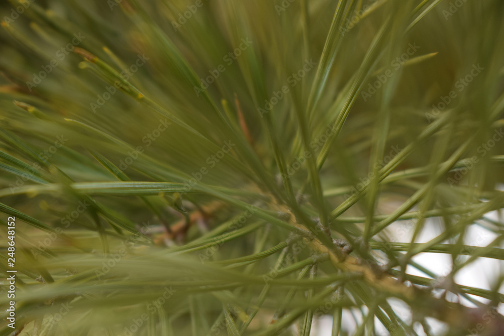 green, pine, nature, tree, plant, branch, macro, cactus, flower, forest, needles, needle, close-up, leaf, closeup, fir, evergreen, cone, coniferous, christmas, garden, thorn, wood, spring green, pine, nature, tree, plant, branch, macro, cactus, flower, forest, needles, needle, close-up, leaf, closeup, fir, evergreen, cone, coniferous, christmas, garden, thorn, wood, spring