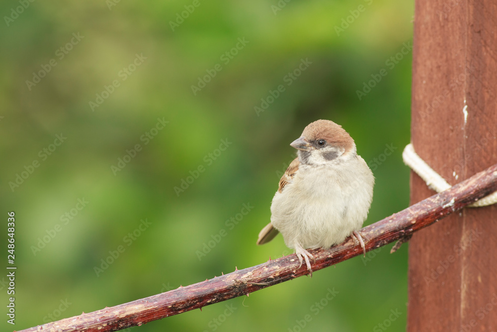 Fototapeta premium Tree sparrow feeder backyard north sea bempton cliff