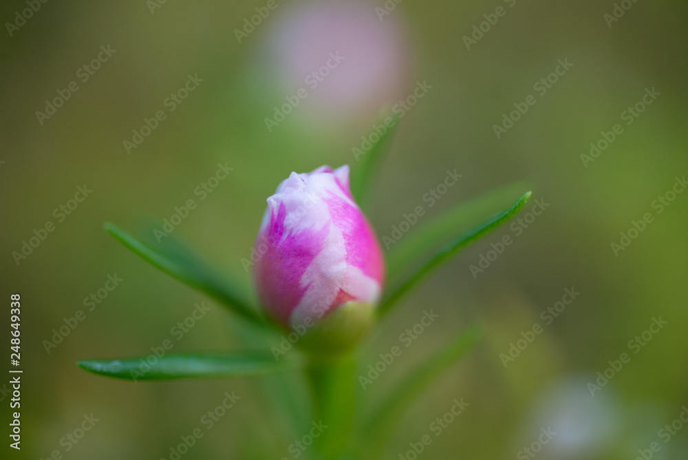 Pink flowers on blur background.