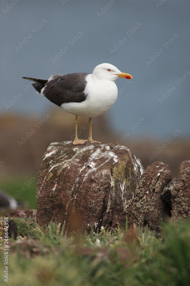kittiwake north sea farne island eating kittiwake north sea farne island eating