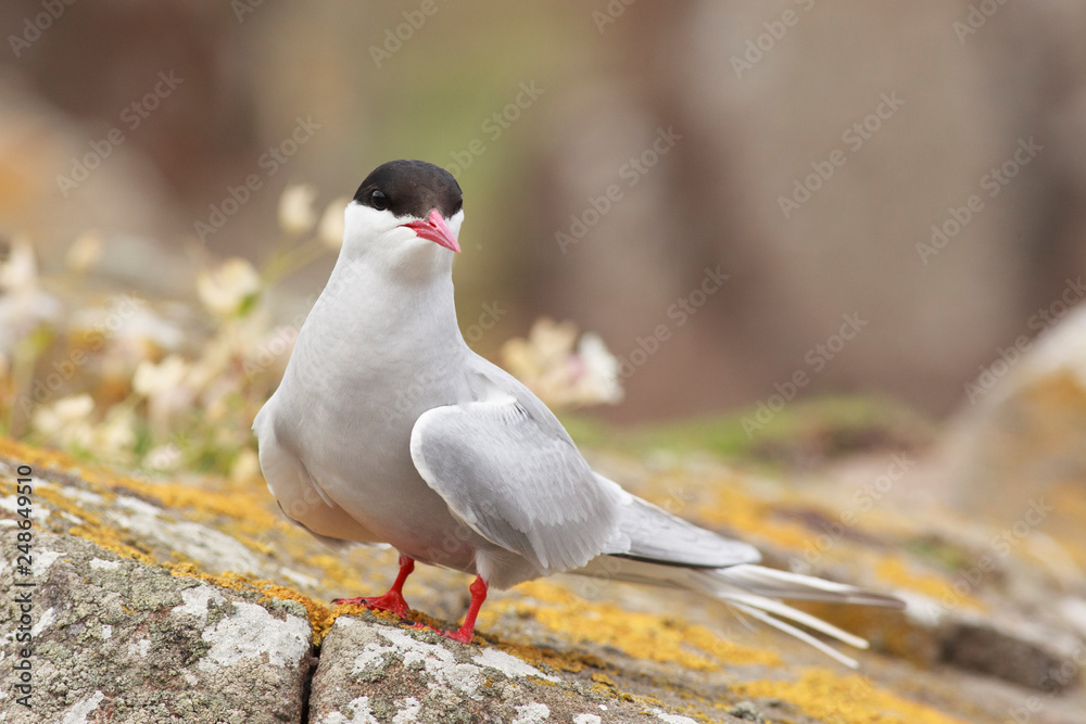 Fototapeta premium Common tern north sea farne island
