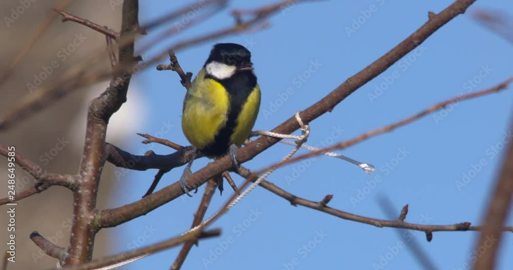 Great Tit garden bird perched on branch Great Tit garden bird perched on branch