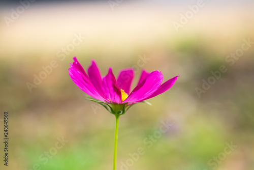 Pink flowers on blur background. © toeytoey