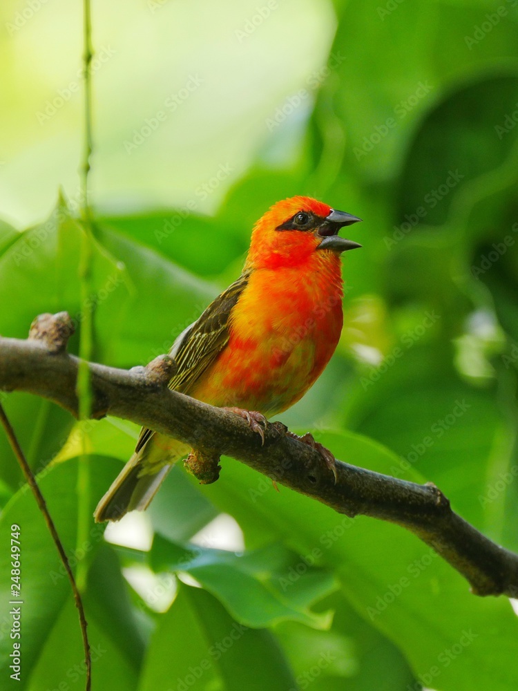 Red Fody bird chirping in natural habitat