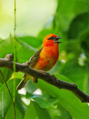 Red Fody bird chirping in natural habitat