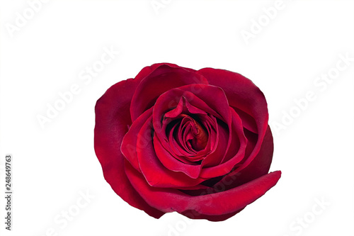 Fototapeta Naklejka Na Ścianę i Meble -  Red rose isolated on white background