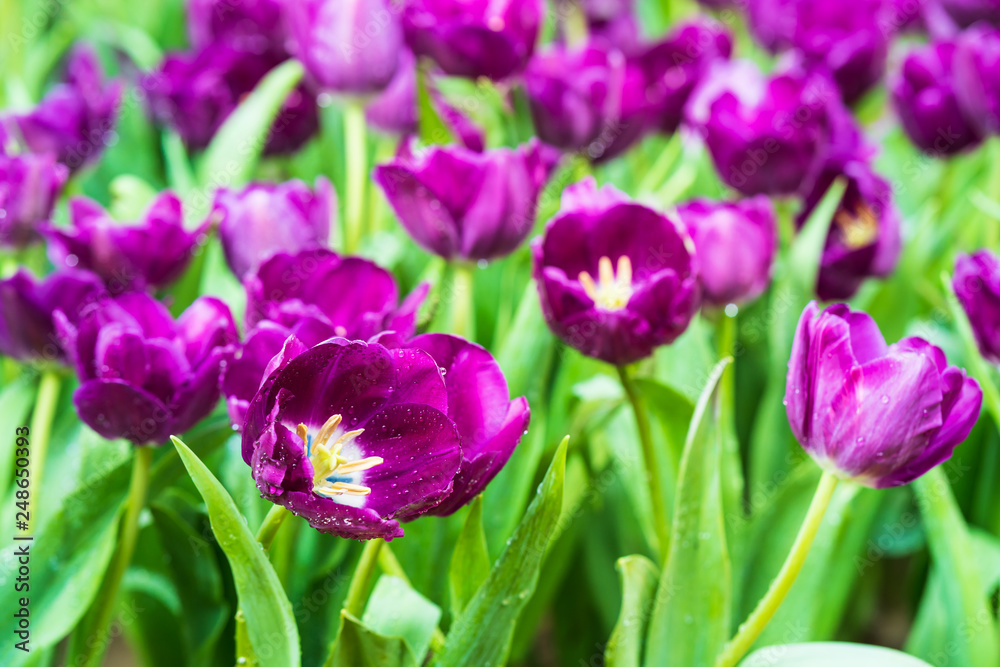 purple tulips in the garden