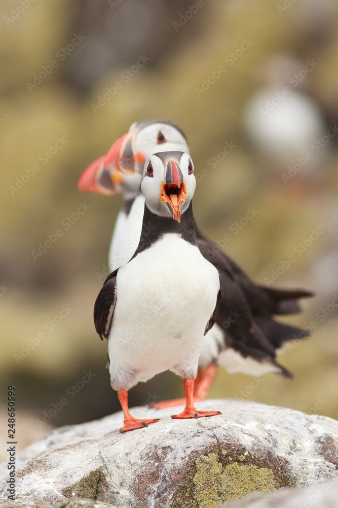 Fototapeta premium Puffin Farne Island