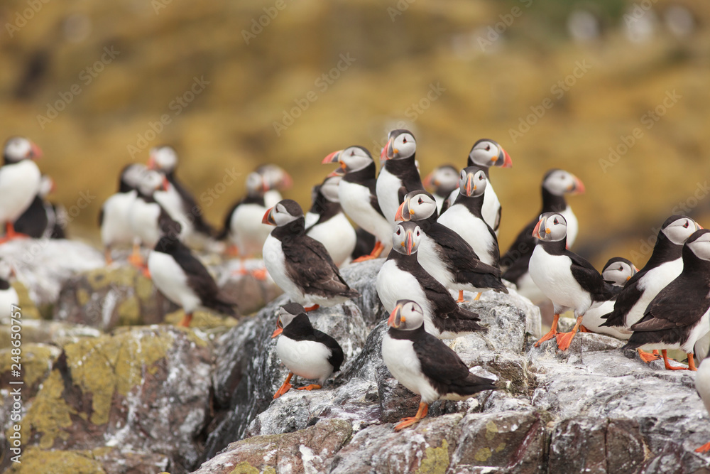 Fototapeta premium Puffin Farne Island