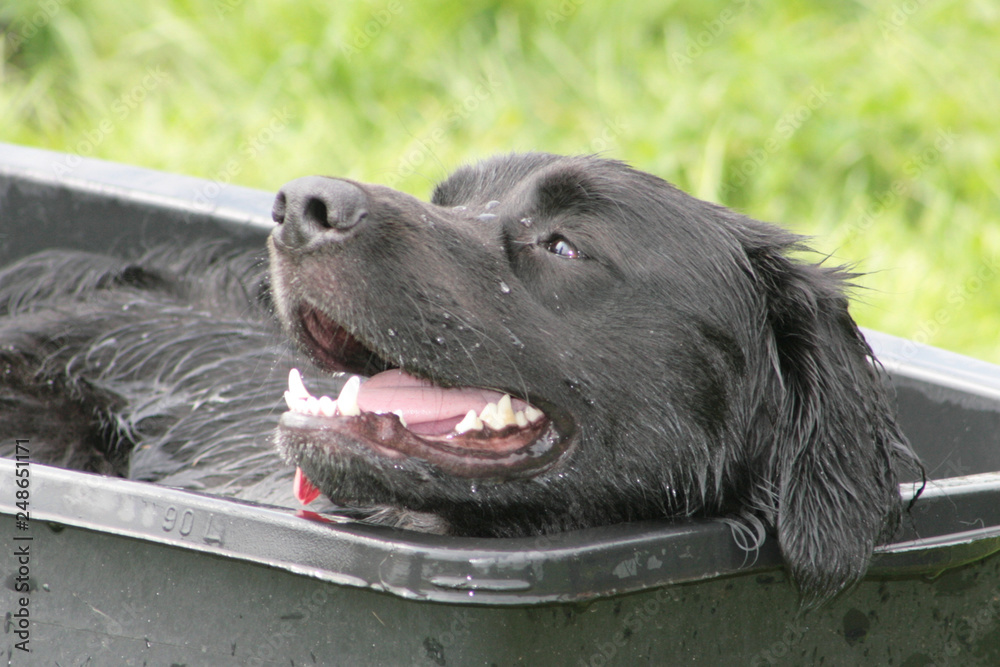 Hund badet in einer schwarzen Wanne Hund badet in einer schwarzen Wanne