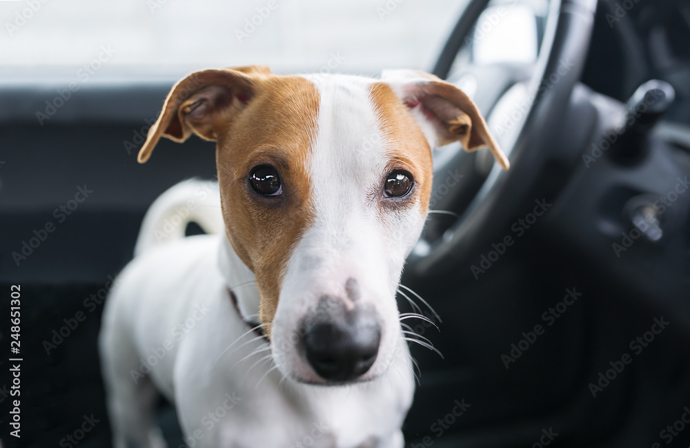 Cute dog in car ready to long travel.